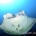 ray_manta_gc_h_0176_pal2710.jpg